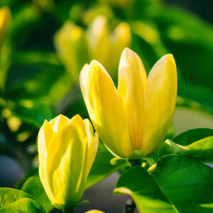 Sárga virágú liliomfa (Magnolia brooklynensis ‘Yellow Bird’)