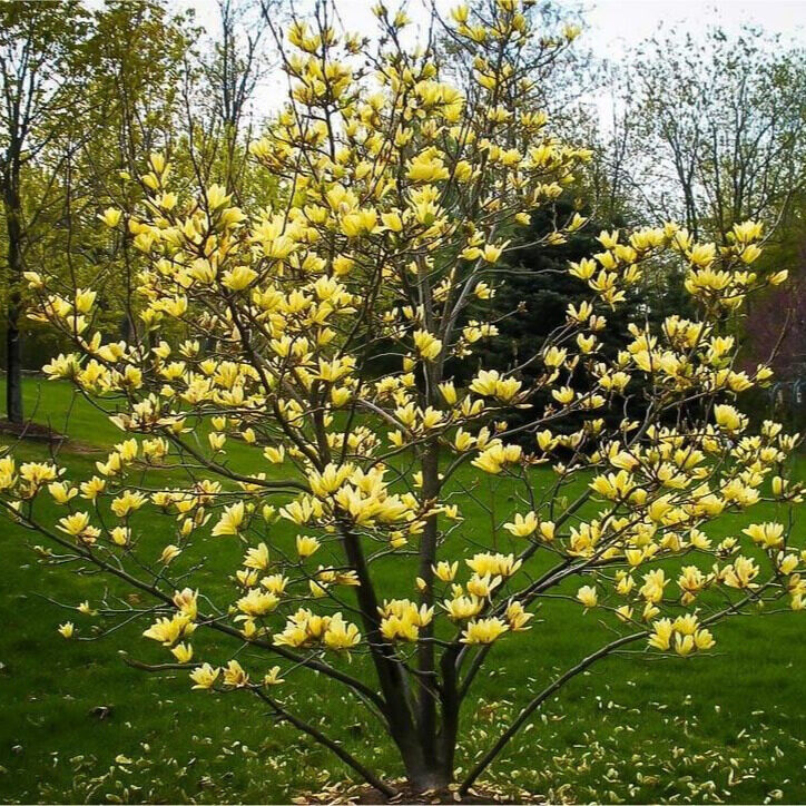 Sárga virágú liliomfa (Magnolia 'Yellow Bird')1