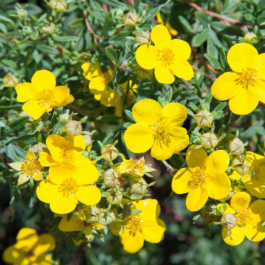 Sárga virágú törpe pimpó (Potentilla fruticosa 'Kobold')