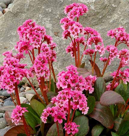Szívlevelű bőrlevél (Bergenia cordifolia ‘Sakura’)