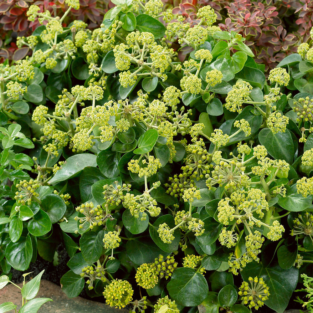 Hedera hibernica Arbori Compact