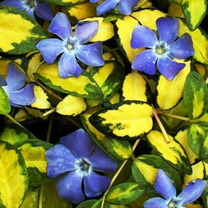 Tarka levelű kis meténg Vinca minor ‘Illumination’)