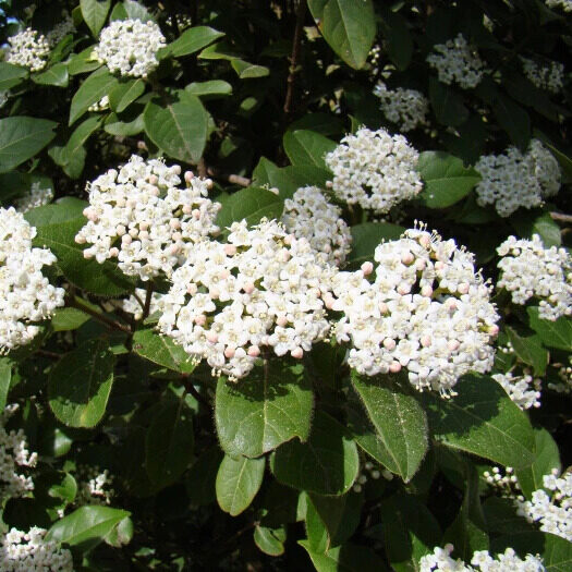 Téli bangita (Viburnum tinus 'Lucidum')
