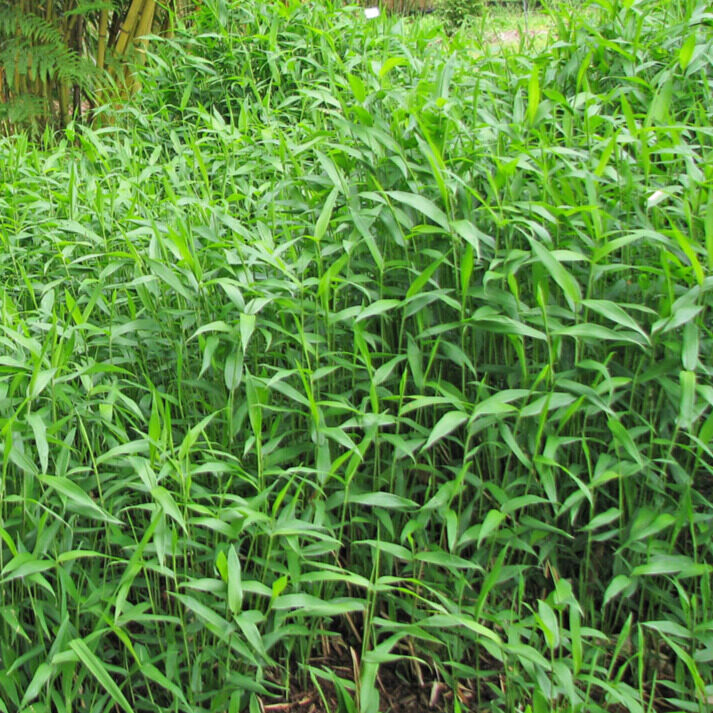 Törpe bambusz (Pleioblastus pygmaeus 'Distichus')