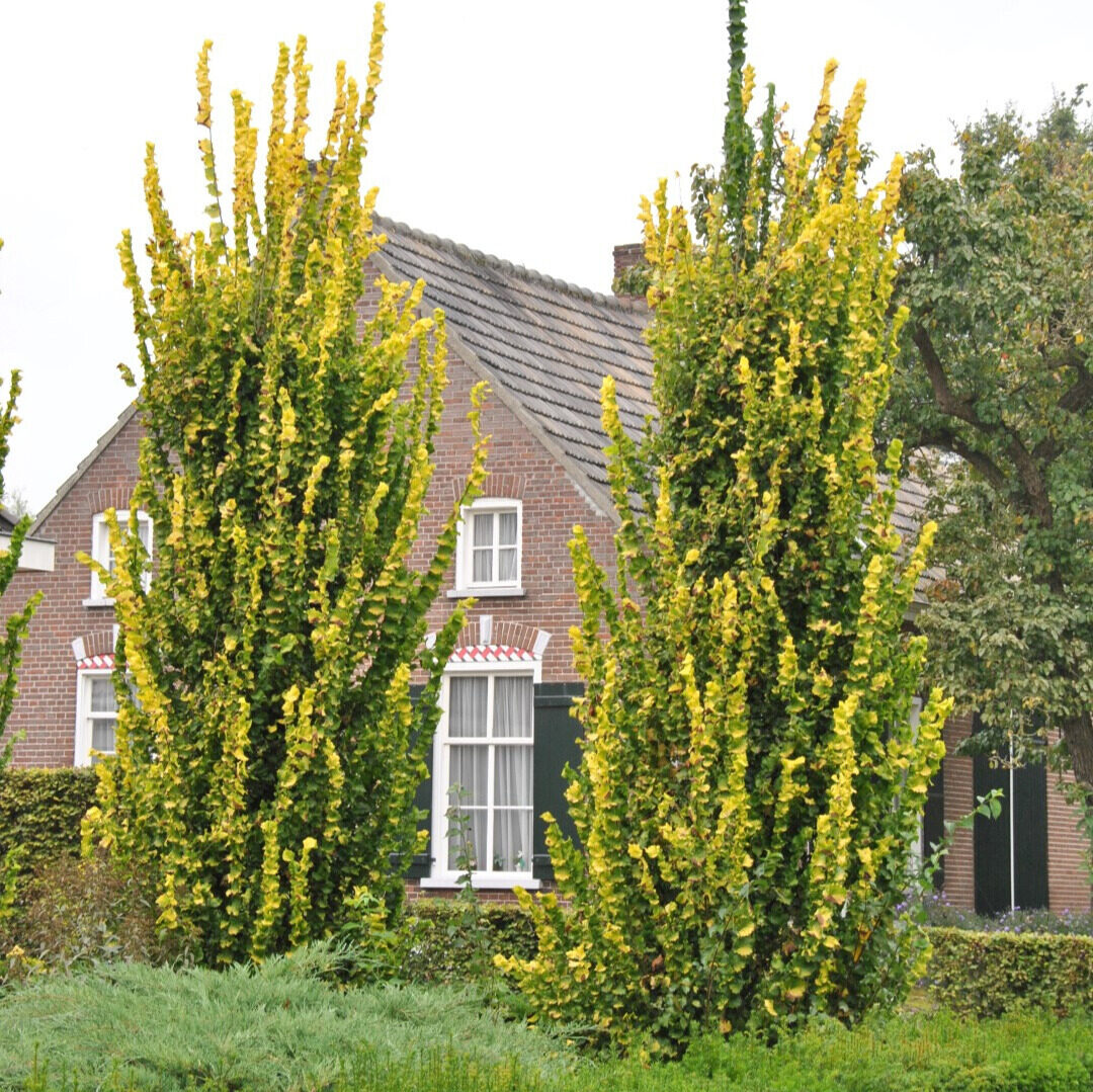 Ulmus hollandica ‘Wredei’