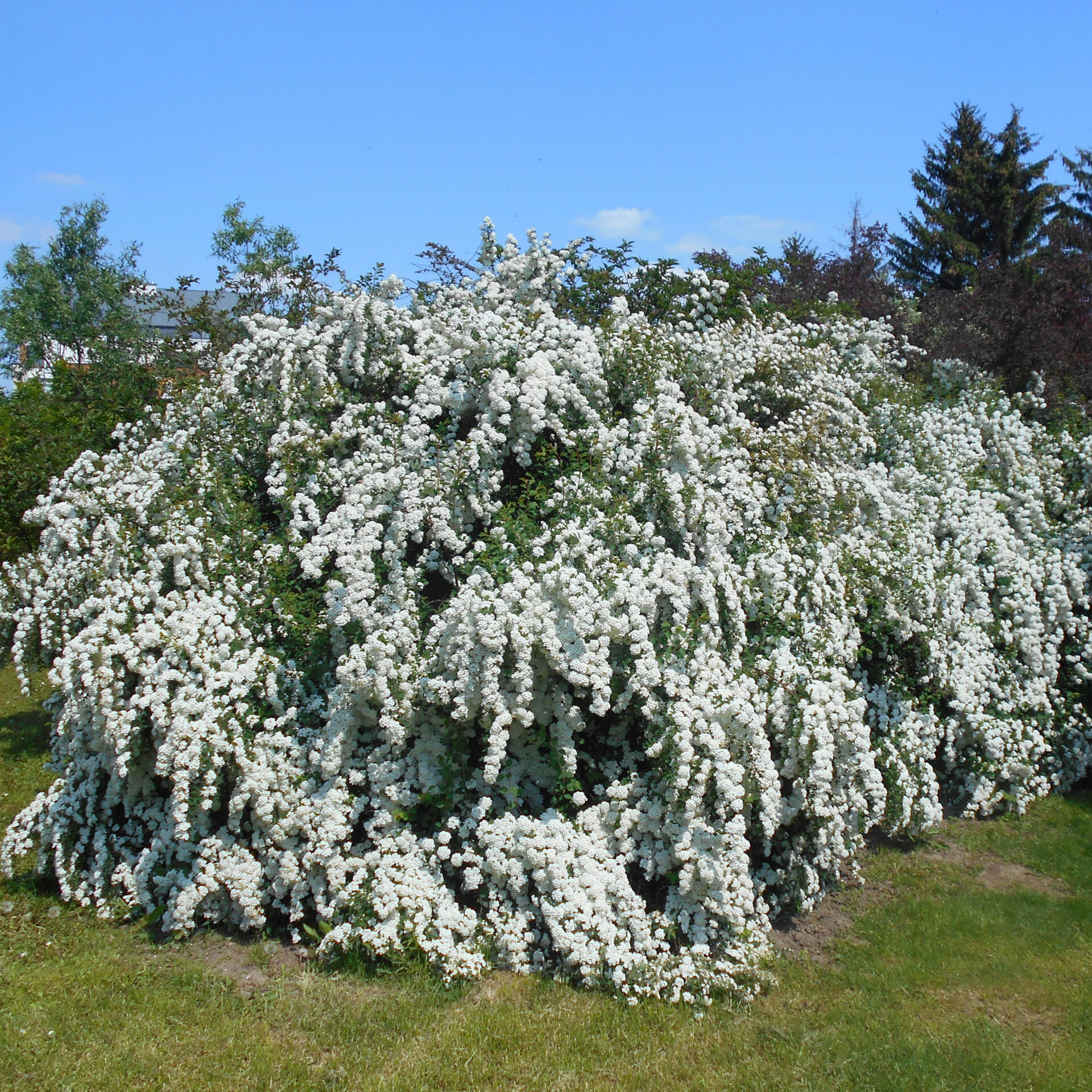 Vanhoutte gyöngyvessző (Spiraea vanhouttei)1