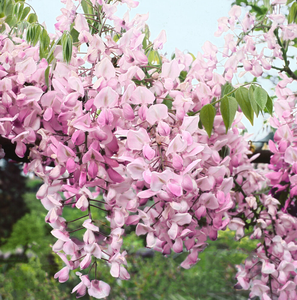 Wisteria Showa-beni