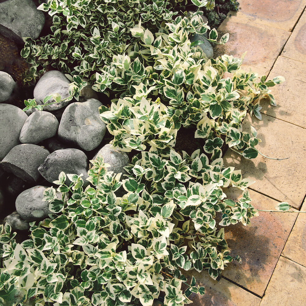 Euonymus Emerald Gaiety