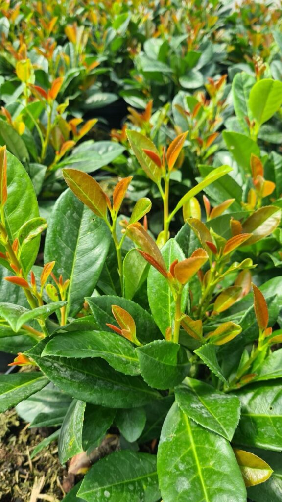 Babérmeggy (Prunus laurocerasus ‘Baumgartner’)
