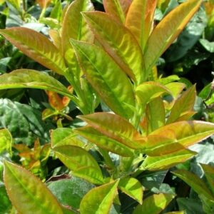 Babérmeggy (Prunus laurocerasus ‘Baumgartner’)