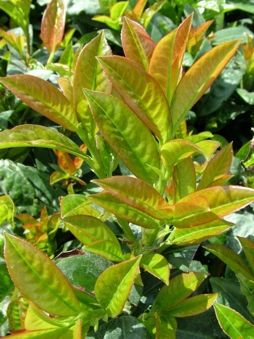 Babérmeggy (Prunus laurocerasus ‘Baumgartner’)