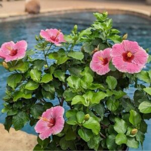 Pacific Vibes hibiszkusz (Hibiscus longlife ‘Pacific Vibes’)