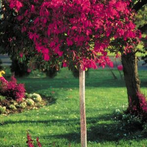 Törzses szárnyas kecskerágó (Euonymus alatus)