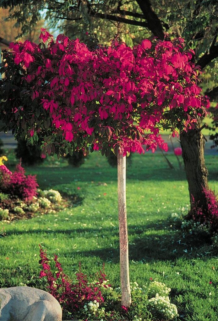 Törzses szárnyas kecskerágó (Euonymus alatus)
