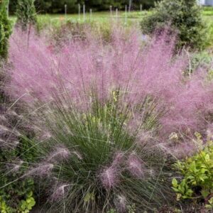 Rózsaszín muhlyfű (Muhlenbergia reverchonii 'Undaunted')