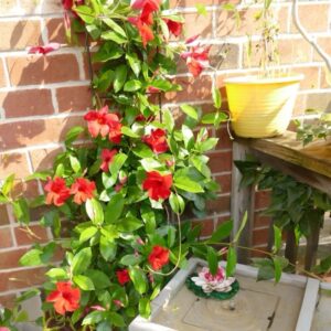 Extranagy tölcsérjázmin (Mandevilla ‘Fusion Bloom Selection’)