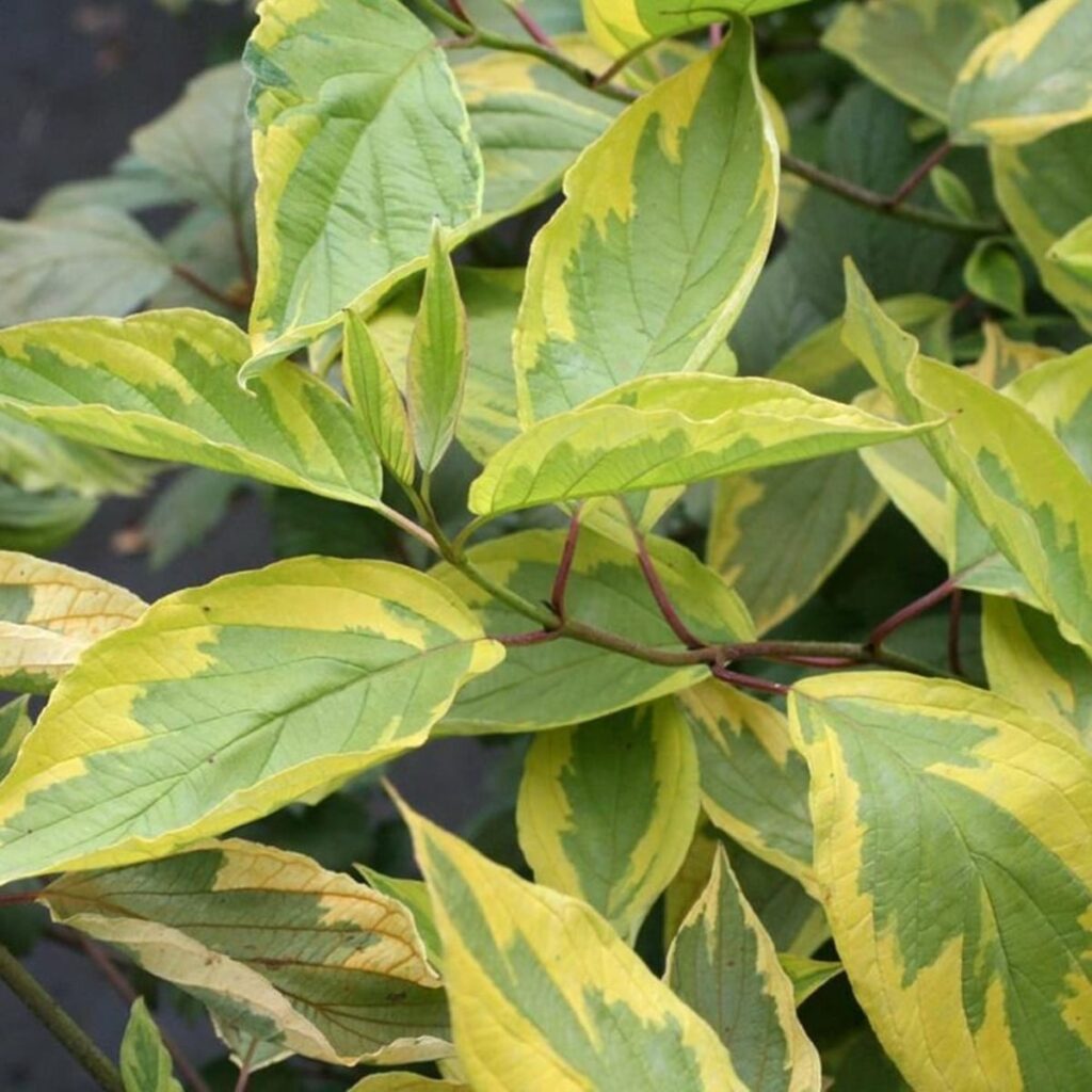 Tarka fehér som (Cornus alba 'Spaethii')