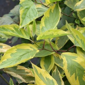 Tarka fehér som (Cornus alba 'Spaethii')