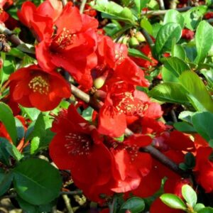 Fehér virágú japánbirs – Chaenomeles speciosa ‘nivalis’
