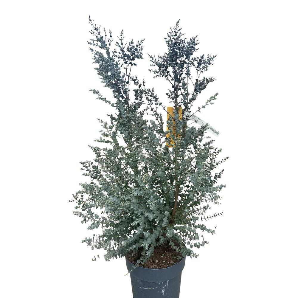 photoroom_20260403_101826