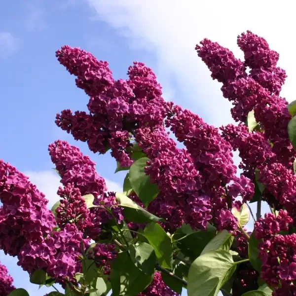 syringa-vulgaris-andenken-an-ludwig-spath-2
