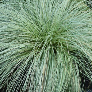 Deres levelű új-zélandi sás (Carex 'Frosted Curls')