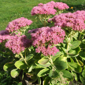 Pompás varjúháj (Sedum spectabile)