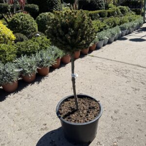 Törzses lucfenyő (Picea abies ‘Mityu’)