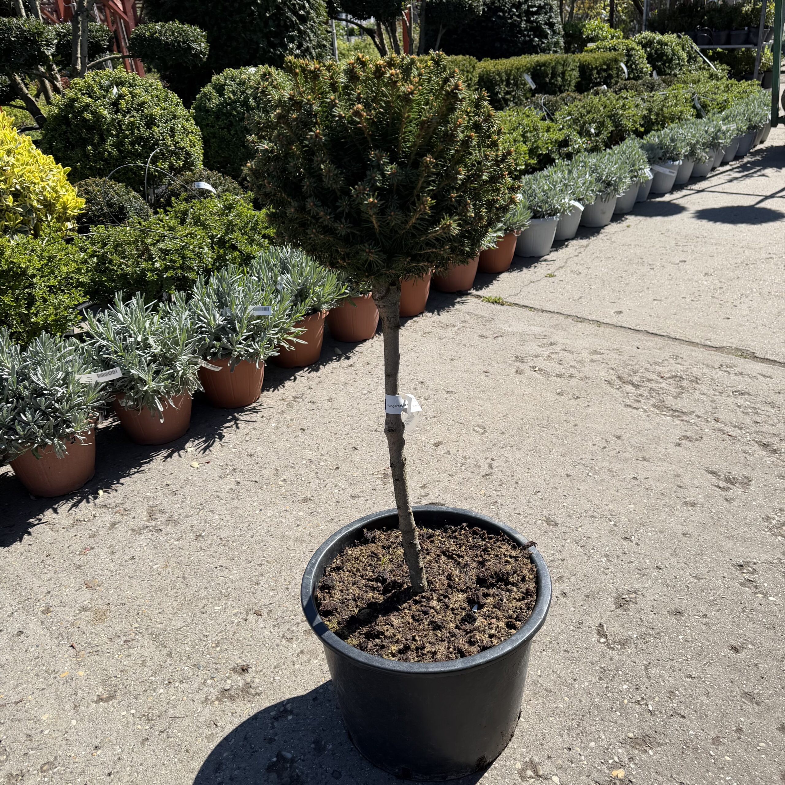 Törzses lucfenyő (Picea abies 'Mityu')1