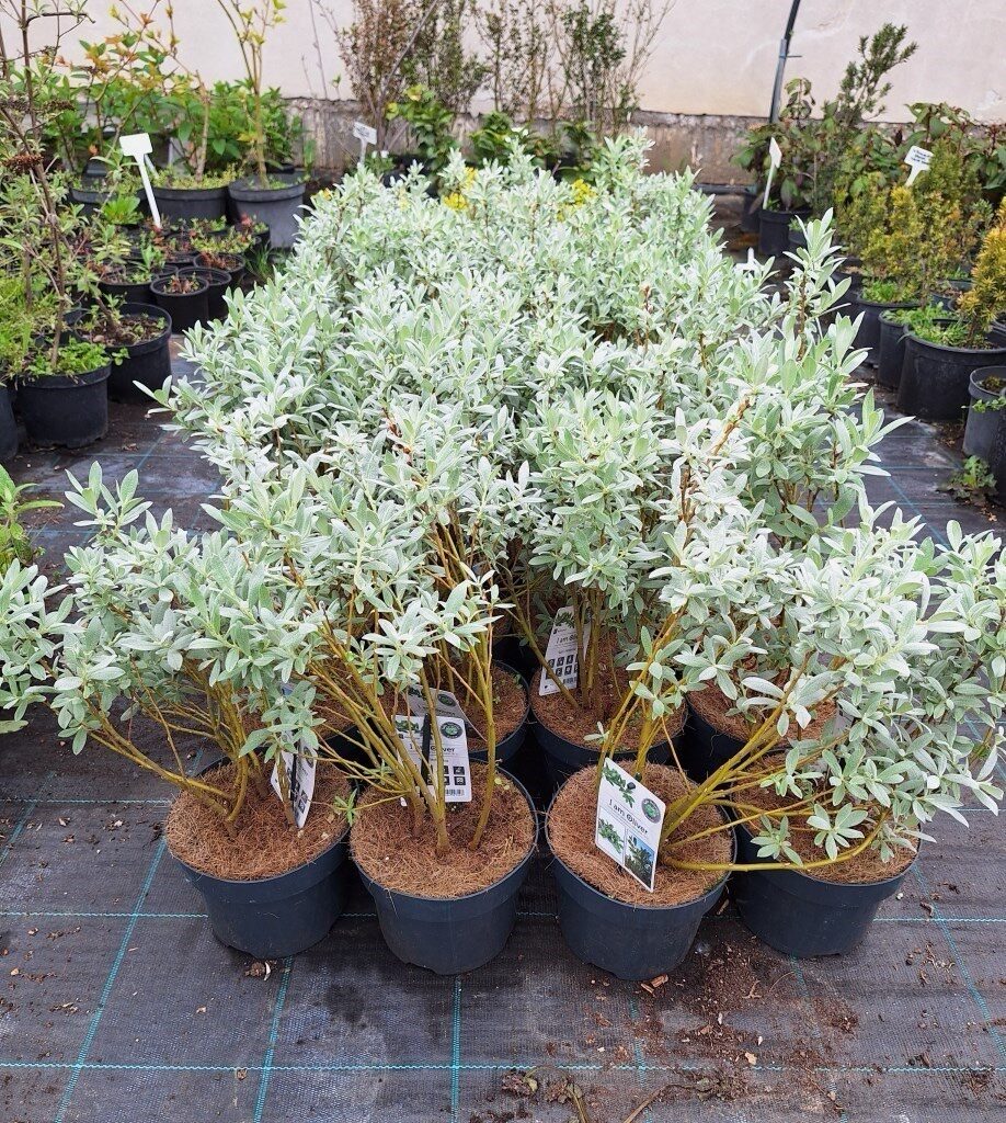 Svájci fűz (Salix helvetica)