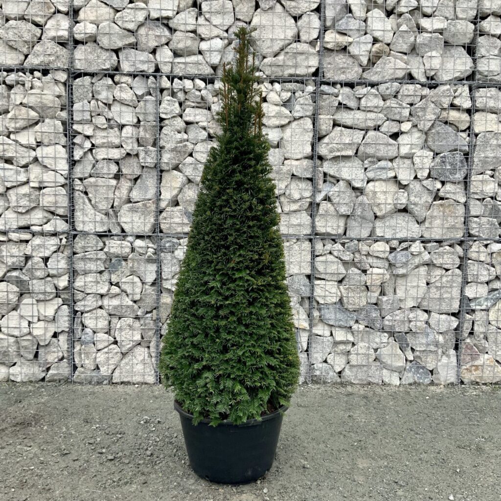 Közönséges tiszafa (Taxus baccata)