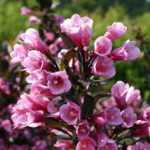 Törpe bordó levelű rózsalonc (Weigela florida ‘Nana Purpurea’)