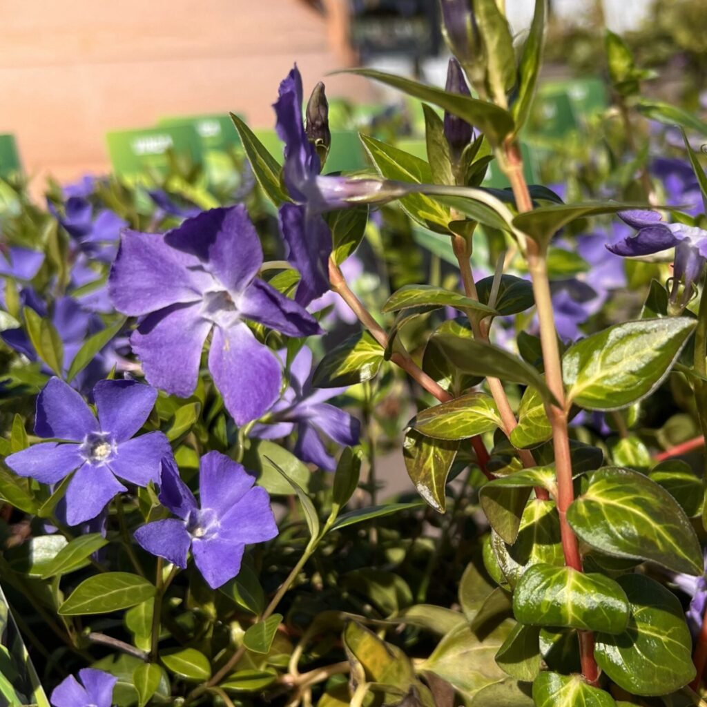 Tarka levelű nagy meténg (Vinca major ‘Maculata’)