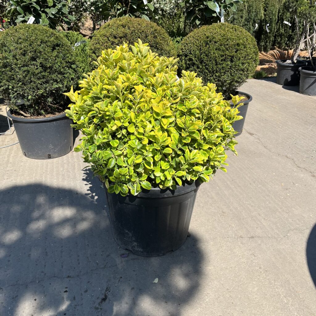 Gömb formájú japán kecskerágó ‘Aurea’ (Euonymus japonicus ‘Aurea’)