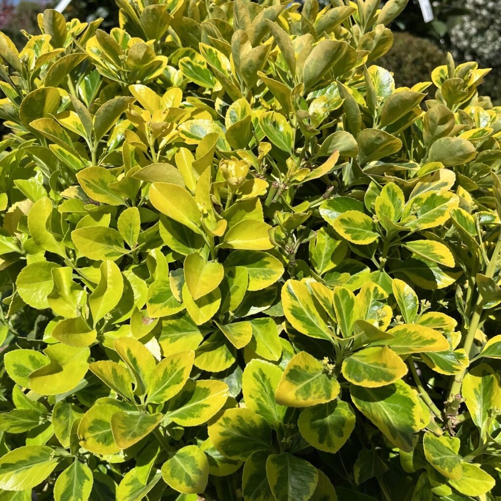 Gömb formájú japán kecskerágó ‘Aurea’ (Euonymus japonicus ‘Aurea’)