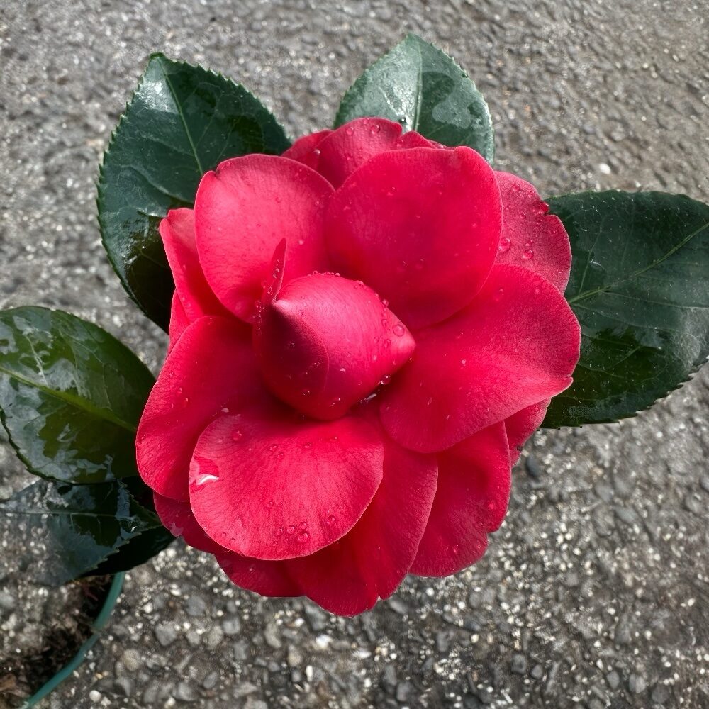 photoroom_20260403_085048