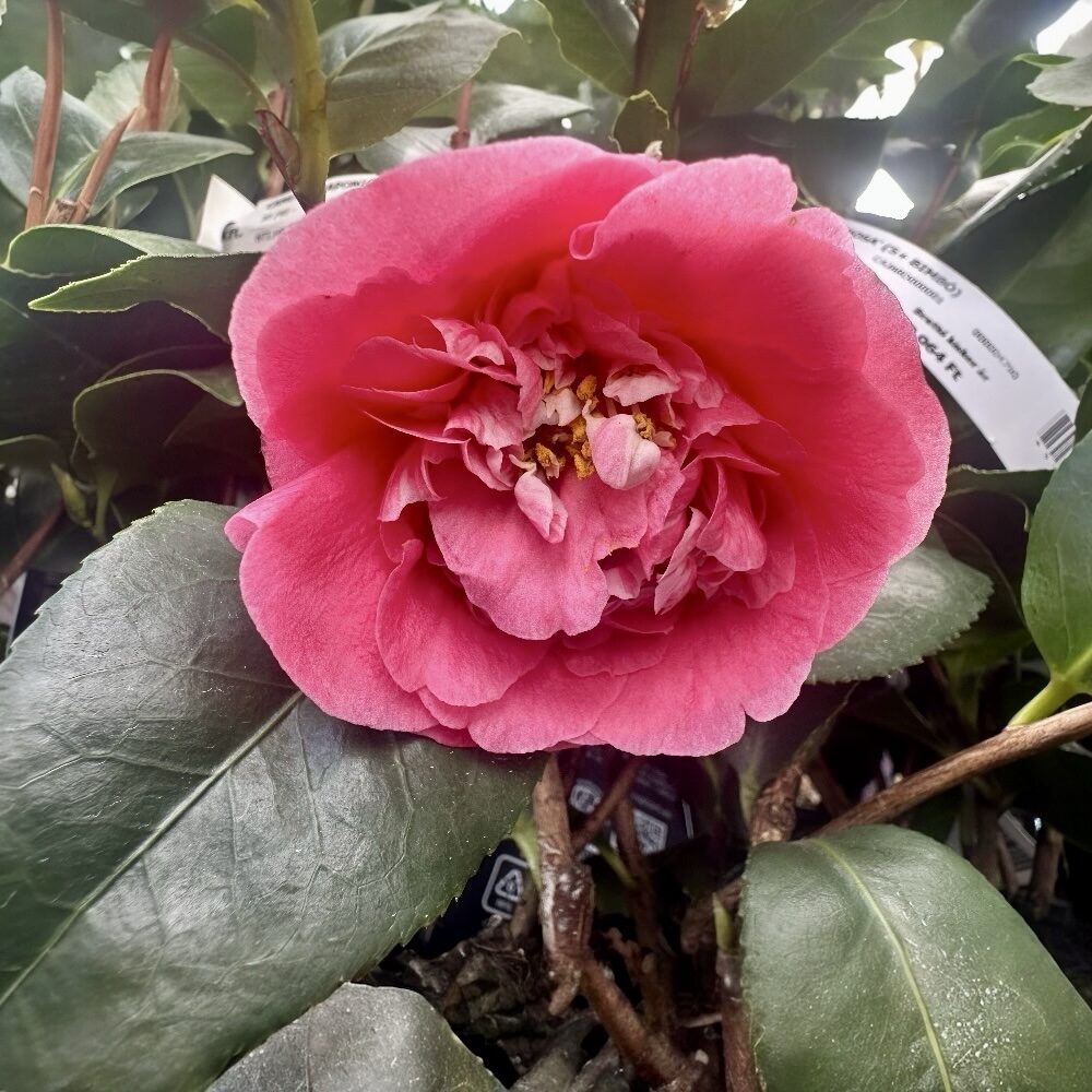 photoroom_20260403_085657