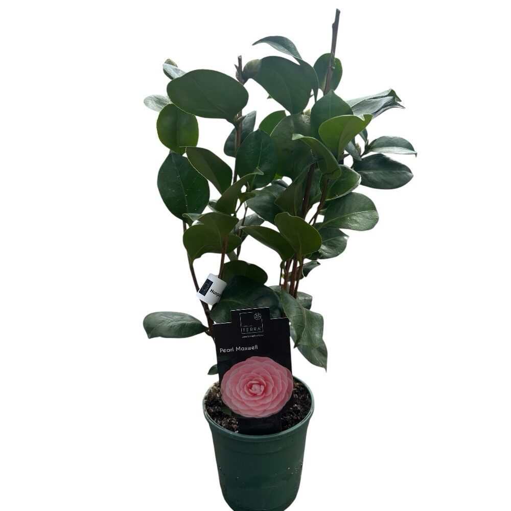 photoroom_20260403_085738