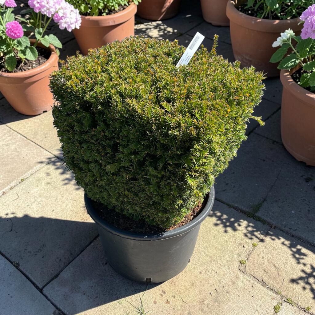 Kockára nyírt tiszafa (Taxus media 'Groenland')
