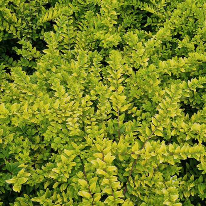 Puszpánglevelű lonc (Lonicera nitida 'Golden Glow')