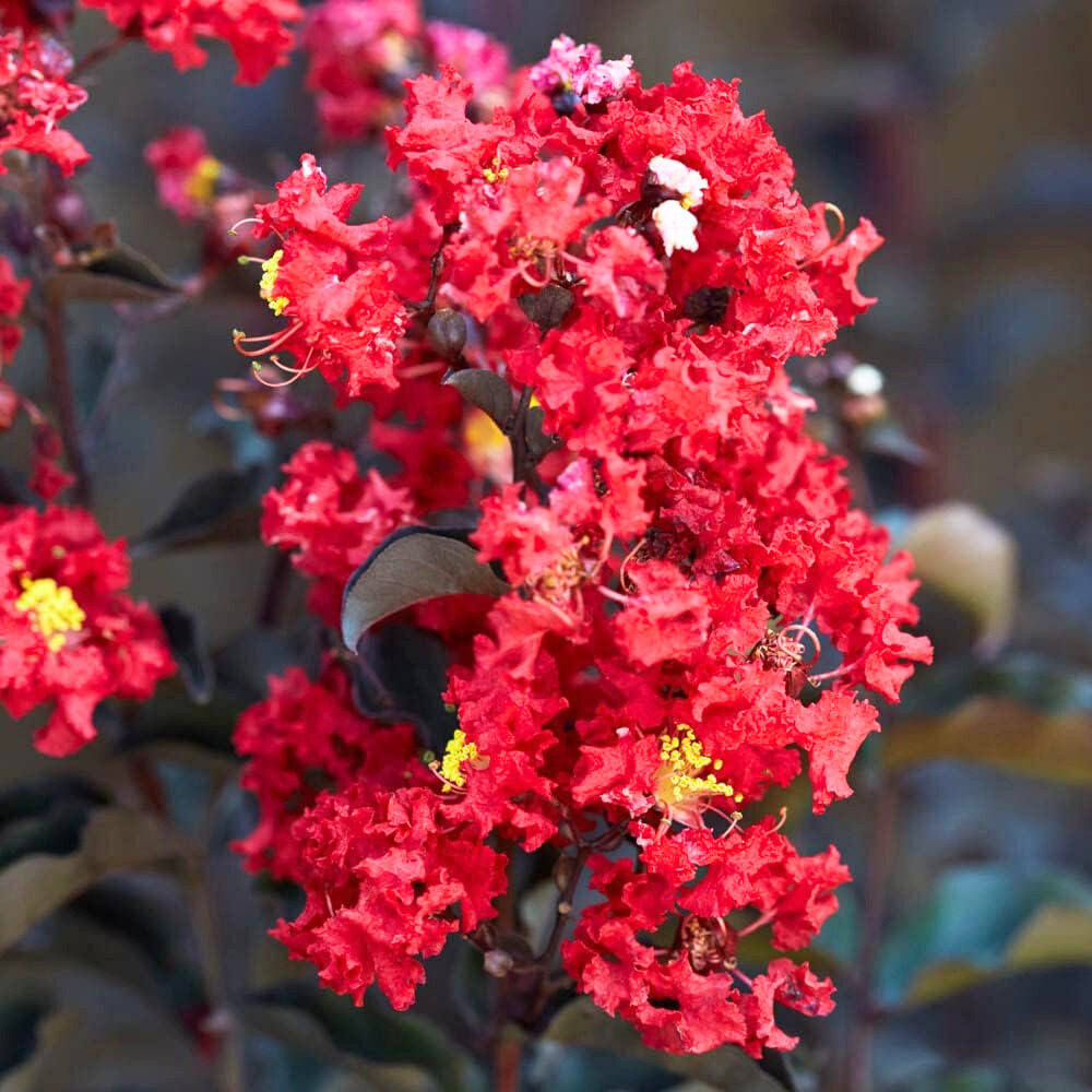 Fekete levelű selyemmirtusz (Lagerstroemia indica 'Black Diamond')