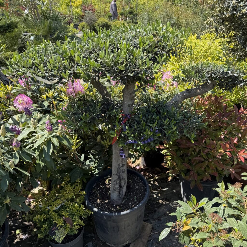 20 éves pompon koronás olajfa (Olea europaea)