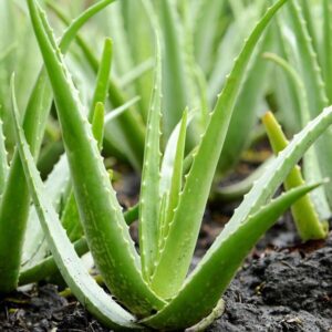 Aloé (Aloe vera)