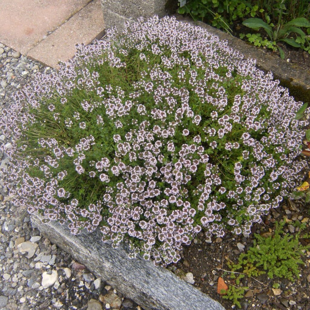 Kerti kakukkfű (Thymus vulgaris ‘Compactus’)
