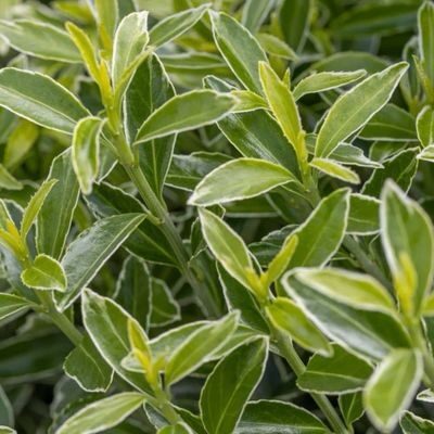 Tarka levelű törpe japán kecskerágó (Euonymus japonicus ‘Microphyllus Albovariegatus’)