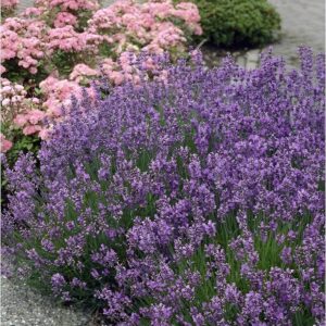 Kék törpe levendula (Lavandula angustifolia ‘Munstead’)