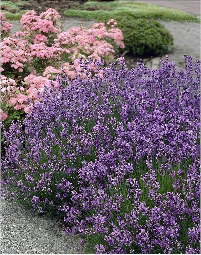 Kék törpe levendula (Lavandula angustifolia ‘Munstead’)