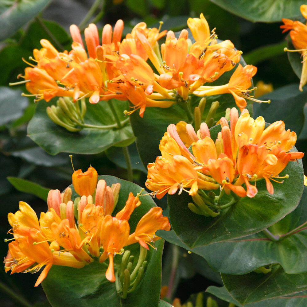 Magyar lonc (Lonicera tellmanniana)