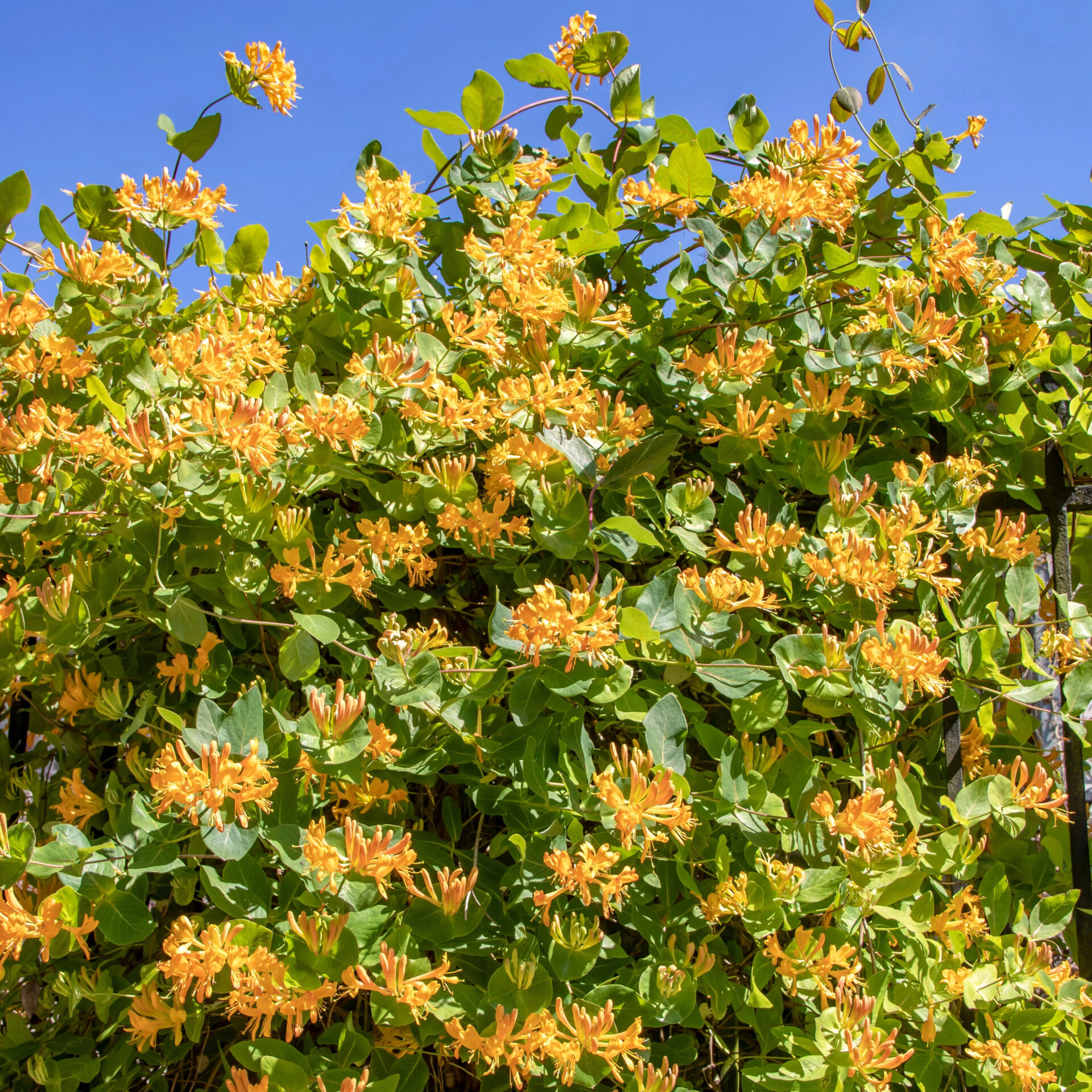 Magyar lonc (Lonicera tellmanniana)1