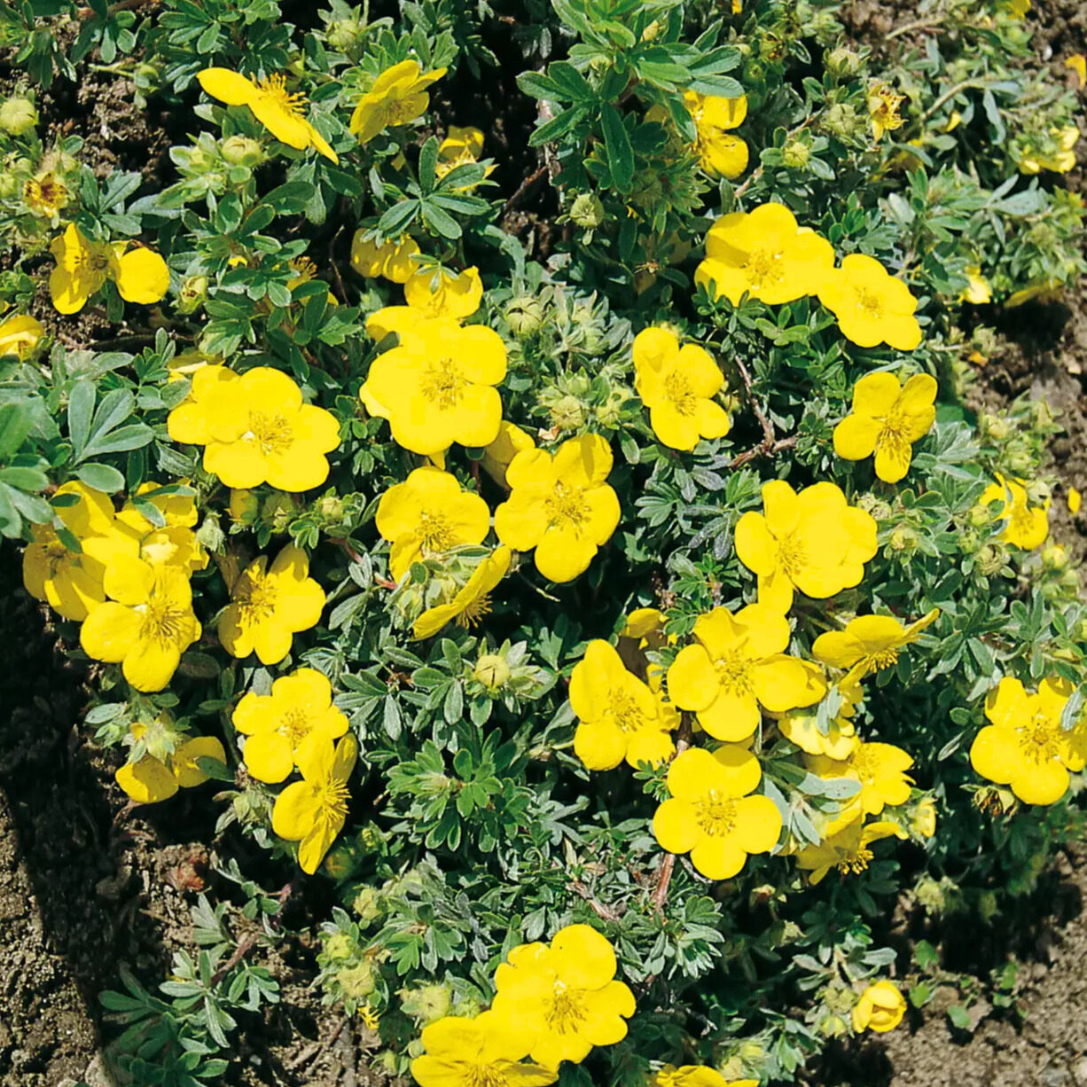Sárga pimpó (Potentilla fruticosa 'Goldteppich')